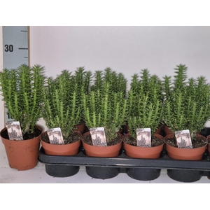 OPUNTIA