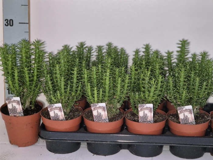 <h4>OPUNTIA</h4>