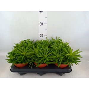 Peperomia ferreyrae 'Happy-Bean'