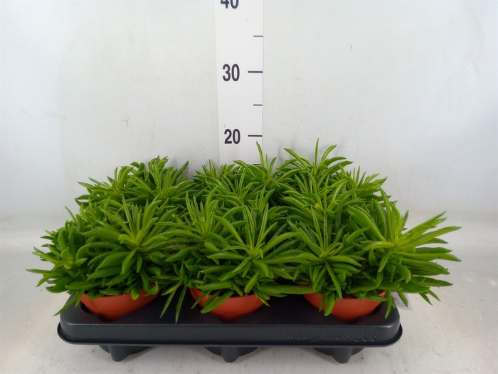 <h4>Peperomia ferreyrae 'Happy-Bean'</h4>