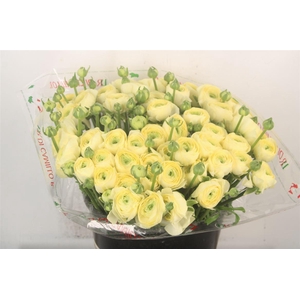 Ran... Su Commedia Super X50