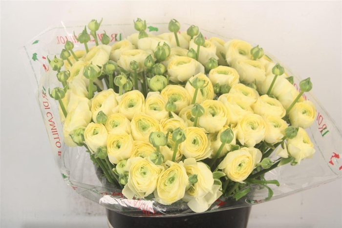 <h4>Ran... Su Commedia Super X50</h4>