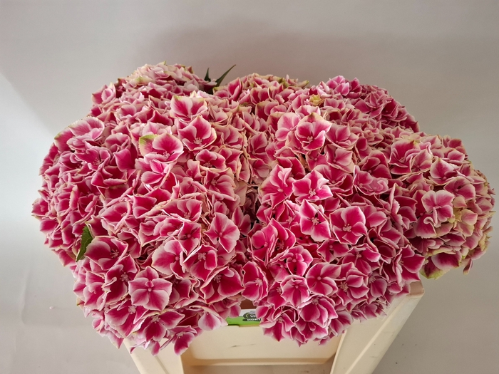 <h4>HYDR M MY RIO</h4>