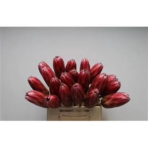 Protea Lieben Cherry No Leaves