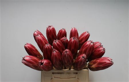 <h4>Protea Lieben Cherry No Leaves</h4>