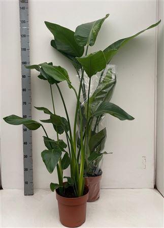 <h4>Strelitzia Nicolai</h4>