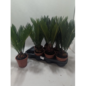 CYCAS REVOLUTA