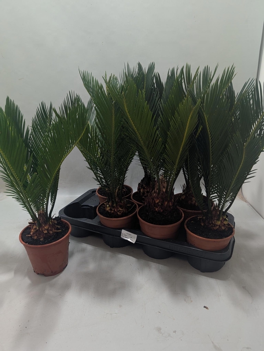 <h4>CYCAS REVOLUTA</h4>