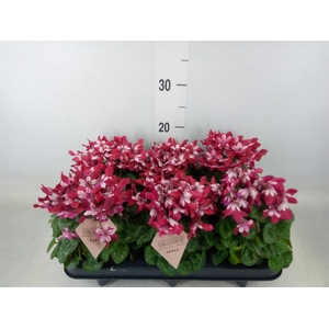 Cyclamen KL 'Djix'