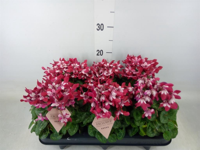 <h4>Cyclamen KL 'Djix'</h4>