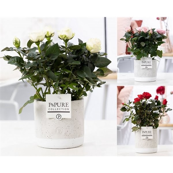 <h4>Rosa gemengd in P&PURE Jade ceramics</h4>