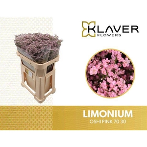Limonium Safora Oshi Pink Klaver