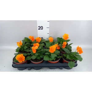 Viola wr. 'Alpha Orange'