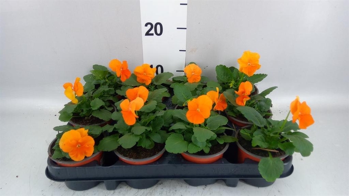 <h4>Viola wr. 'Alpha Orange'</h4>