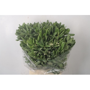 Pitto Tobira Variegato Per Bunch