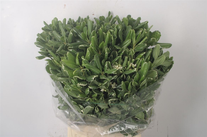 <h4>Pitto Tobira Variegato Per Bunch</h4>