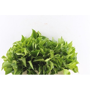 Hedera Extra Per Pak
