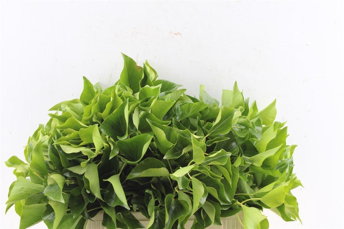 <h4>Hedera Extra Per Pak</h4>