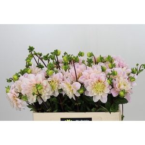 Dahlia Sweet Nathalie