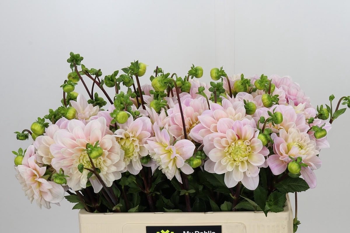 <h4>Dahlia Sweet Nathalie</h4>