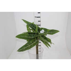 FOLHAGEM ALOCASIA LONGILOBA 050 CM