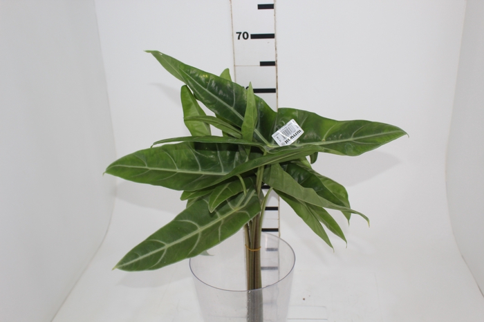 <h4>FOLHAGEM ALOCASIA LONGILOBA 050 CM</h4>