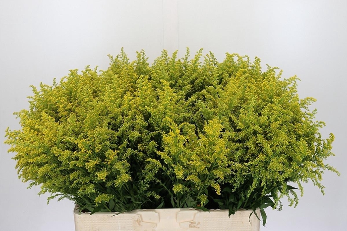 <h4>SOLI BAREIGHT</h4>