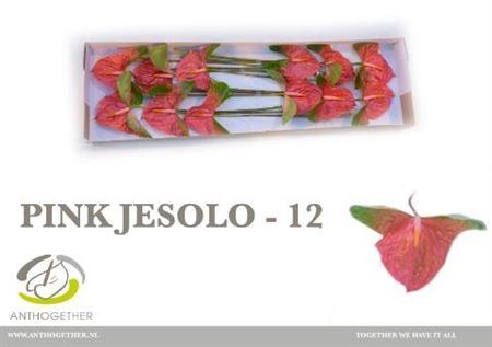 <h4>Anth A Pink Jesolo</h4>