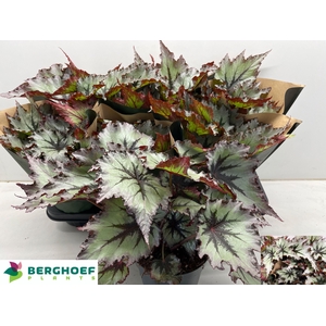 BEG BEL NORD GLACIER