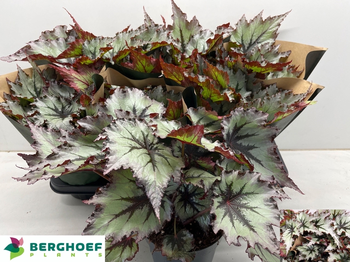 <h4>BEG BEL NORD GLACIER</h4>