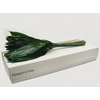 ASPIDISTRA LEAVES EXTRA