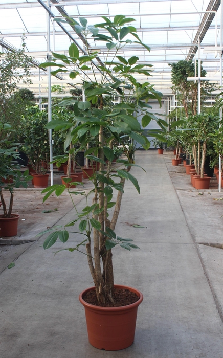 <h4>Schefflera actinophylla 'Amate’</h4>