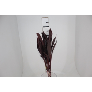 FOLHAGEM DRACENA RUBRA VINHO