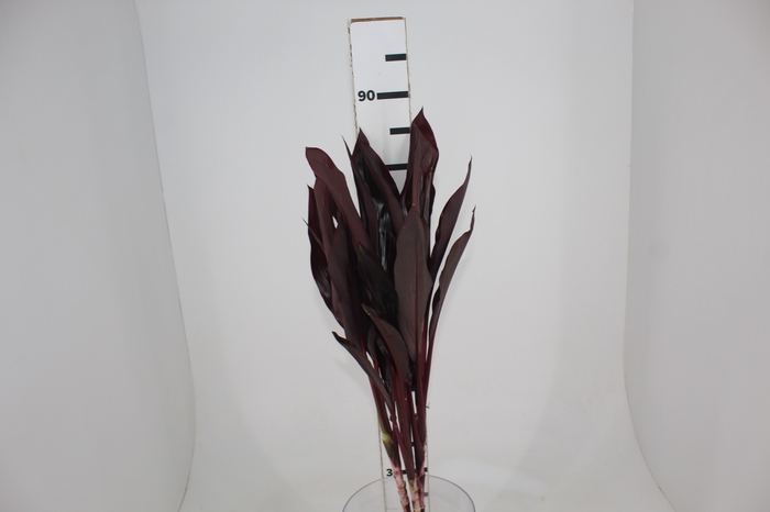 <h4>FOLHAGEM DRACENA RUBRA VINHO</h4>