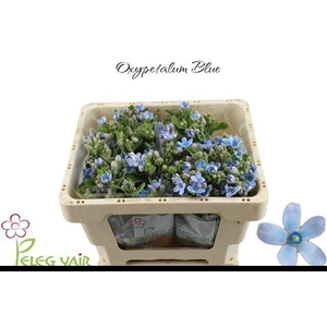 OXY CO TAN PURE BLU