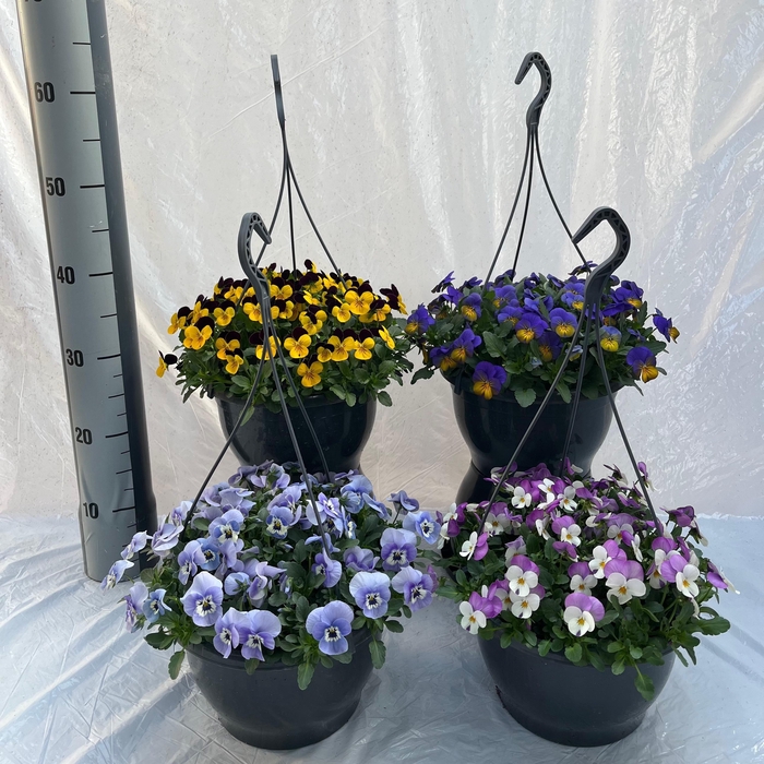 <h4>VIO CO MIXK</h4>