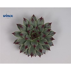 Sempervivum Tectorum Cutflower Wincx-5cm