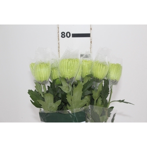 ANASTASIA DARK GREEN 080 CM VERDE