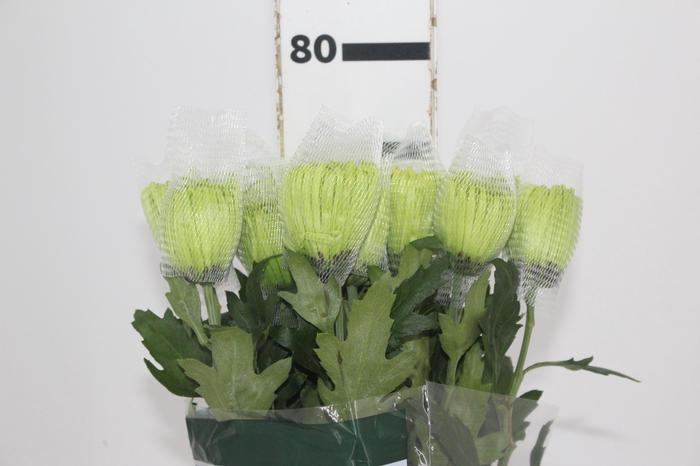 <h4>ANASTASIA DARK GREEN 080 CM VERDE</h4>