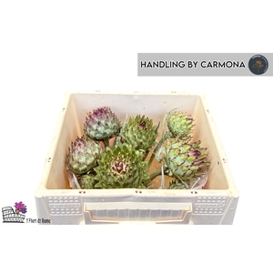 CYNARA CARDUNCULUS