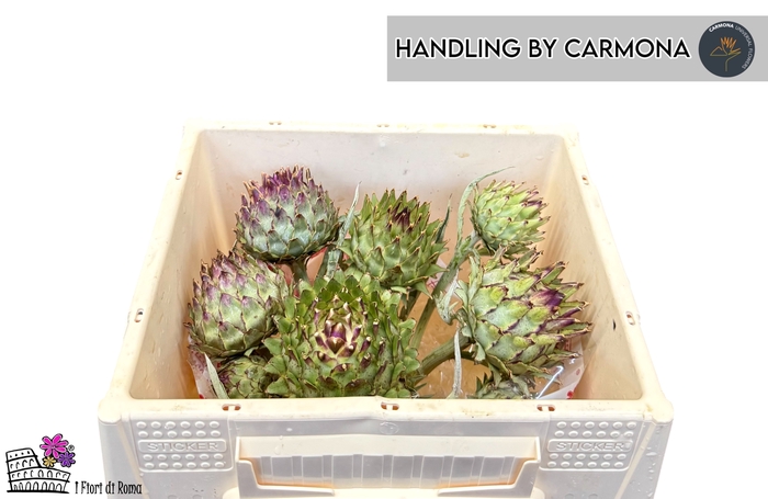 <h4>CYNARA CARDUNCULUS</h4>