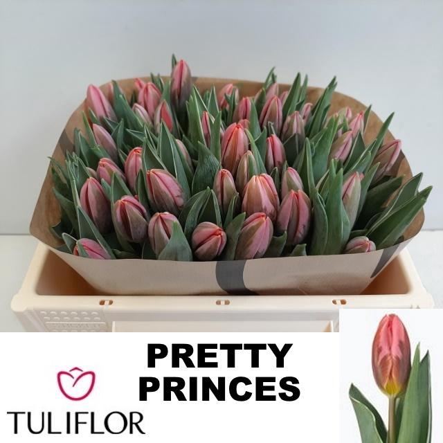 <h4>TU EN PRETTY PRINCES</h4>