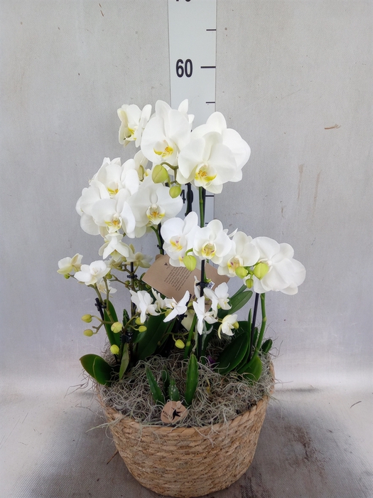 Arr.  Phalaenopsis H%