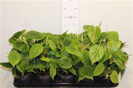 <h4>Phil Scandens</h4>