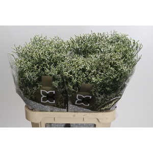 Limonium sinensis Clear Diamond