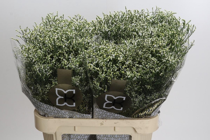 <h4>Limonium sinensis Clear Diamond</h4>