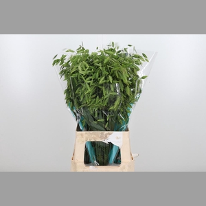 Chasmanthium Latifol