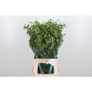 Chasmanthium Latifol