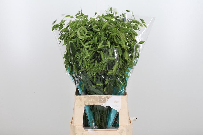 <h4>Chasmanthium Latifol</h4>