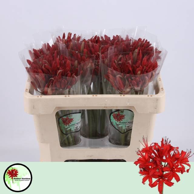 <h4>NE SA LYDIA</h4>